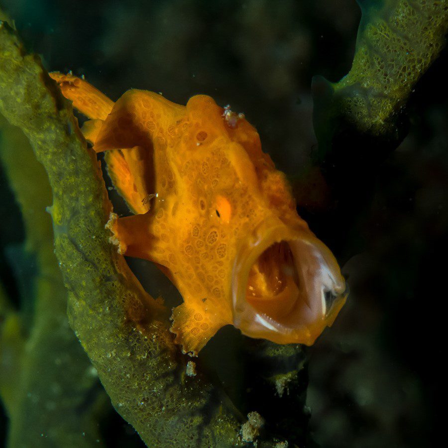 Manado Bay - Frogfish