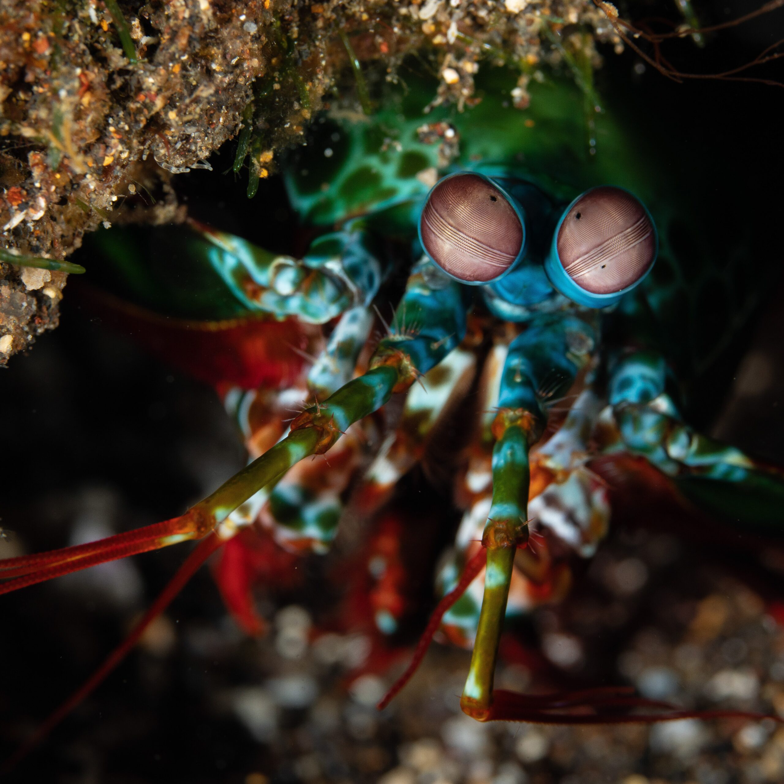 Manado Bay - Mantis Shrimp