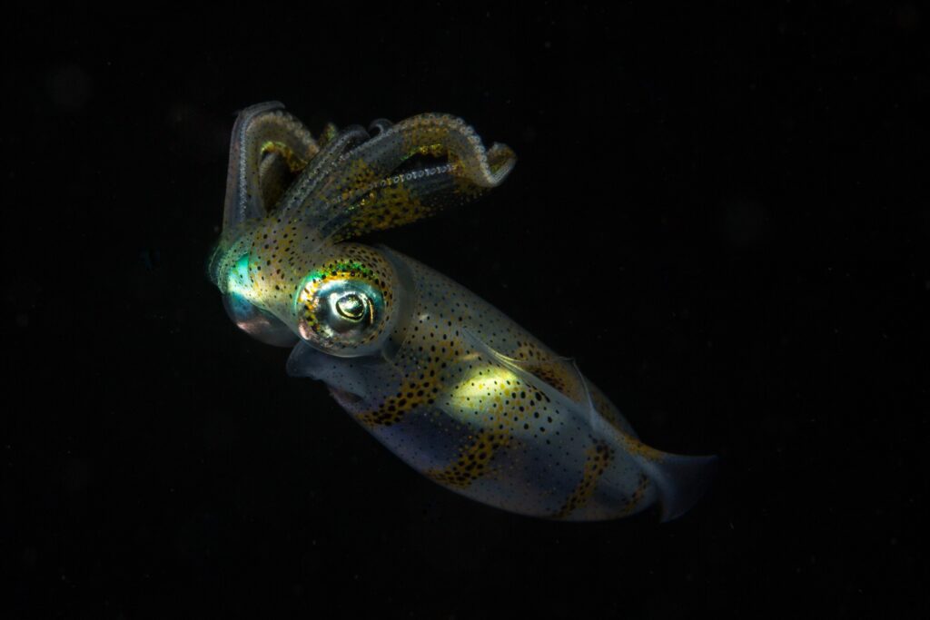 Manado Bay Night Diving - Reef Squid