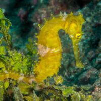 Manado Bay Thorny Seahorse