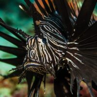 Manado Bay - lion fish at murex house reef dive site