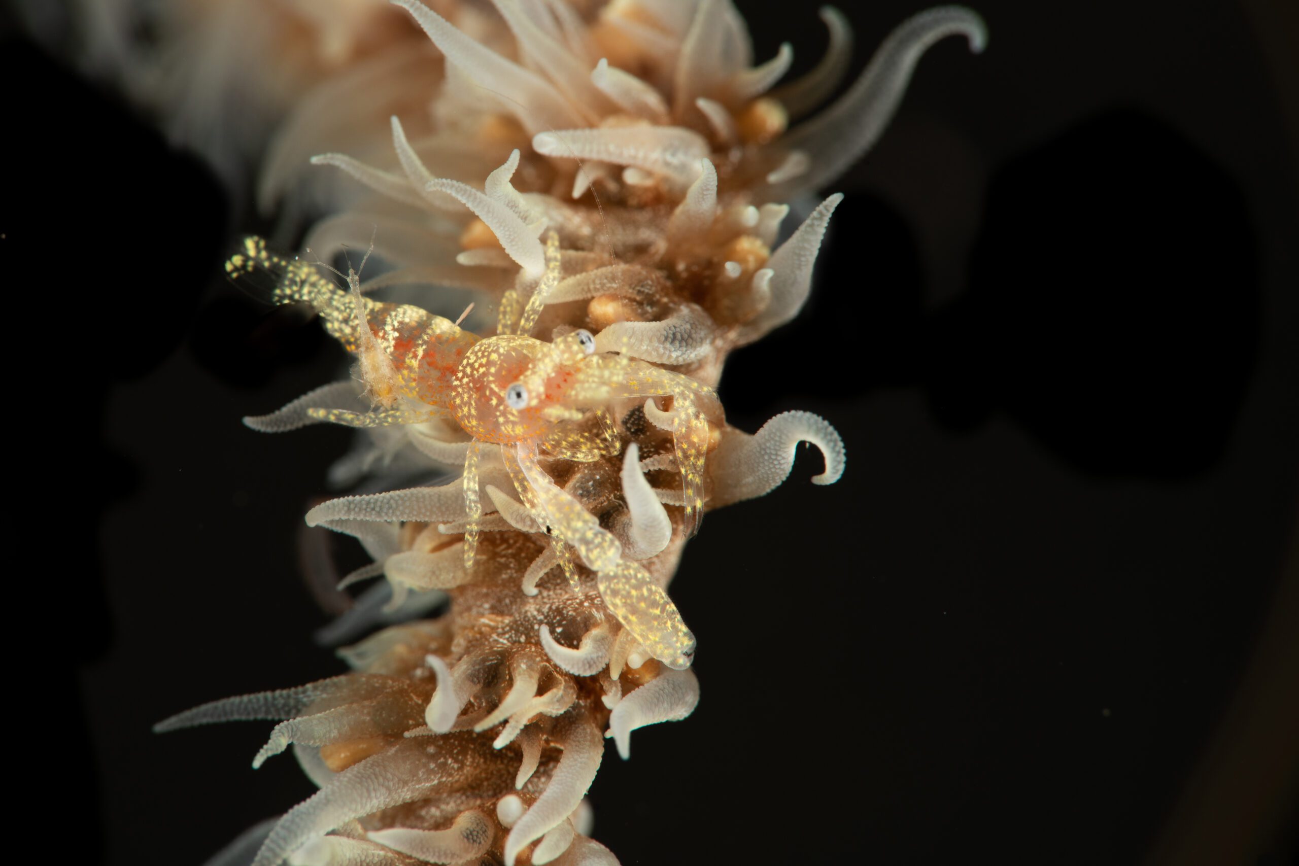 Manado Bay - wire coral shrimp