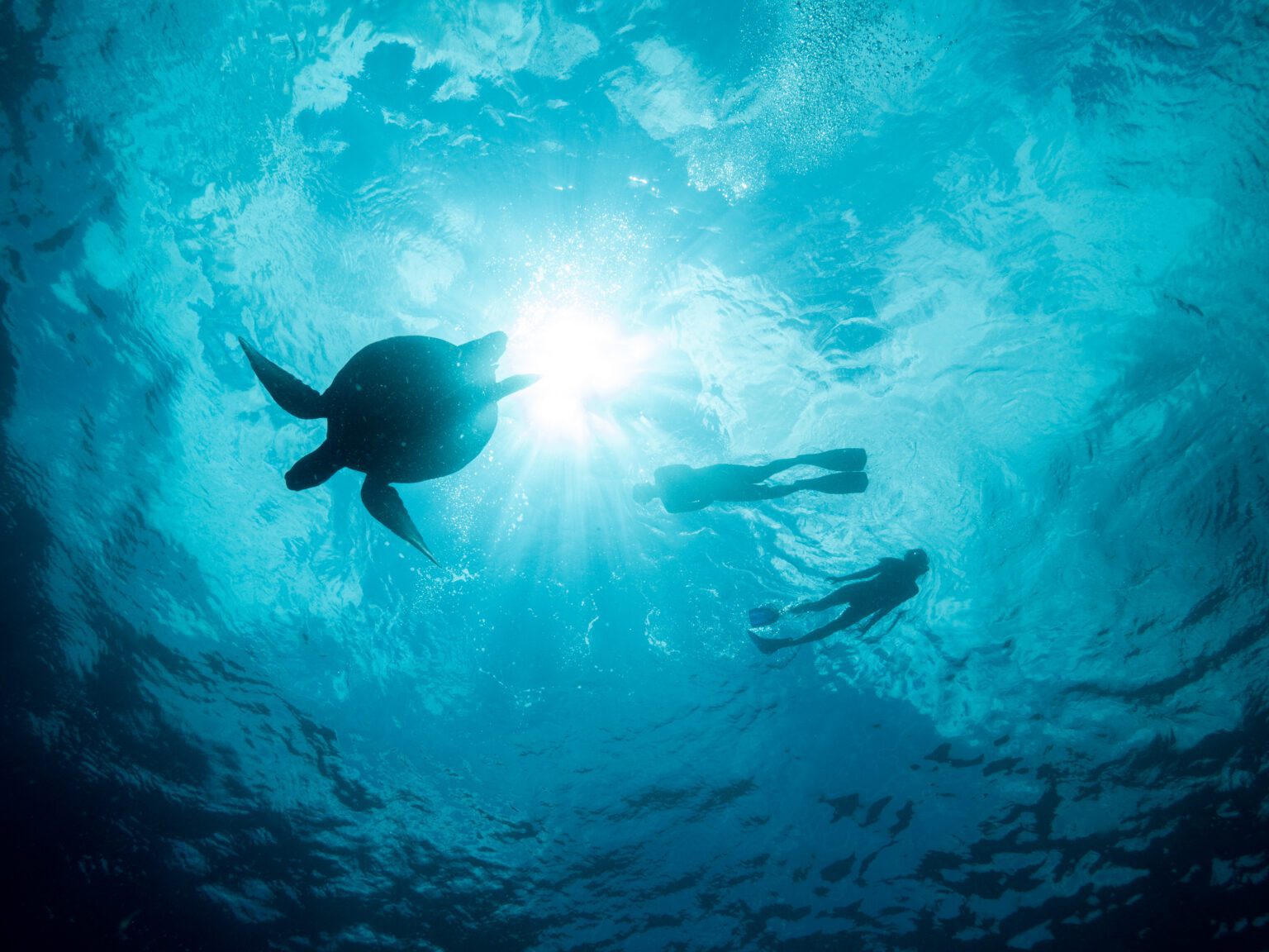 Turtle Initmate Experience Intimate Snorkeling Tours in North Sulawesi
