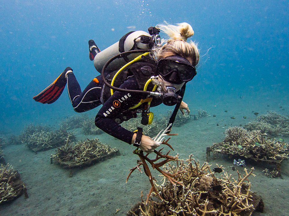 Coral restoration