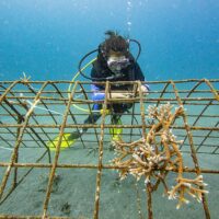 Coral restoration at Murex coral farm Coral restoration at Murex coral farm