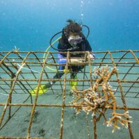 Coral restoration at Murex coral farm