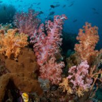 Tanjung Kelapa - Soft coral wall Tanjung Kelapa - Soft coral wall