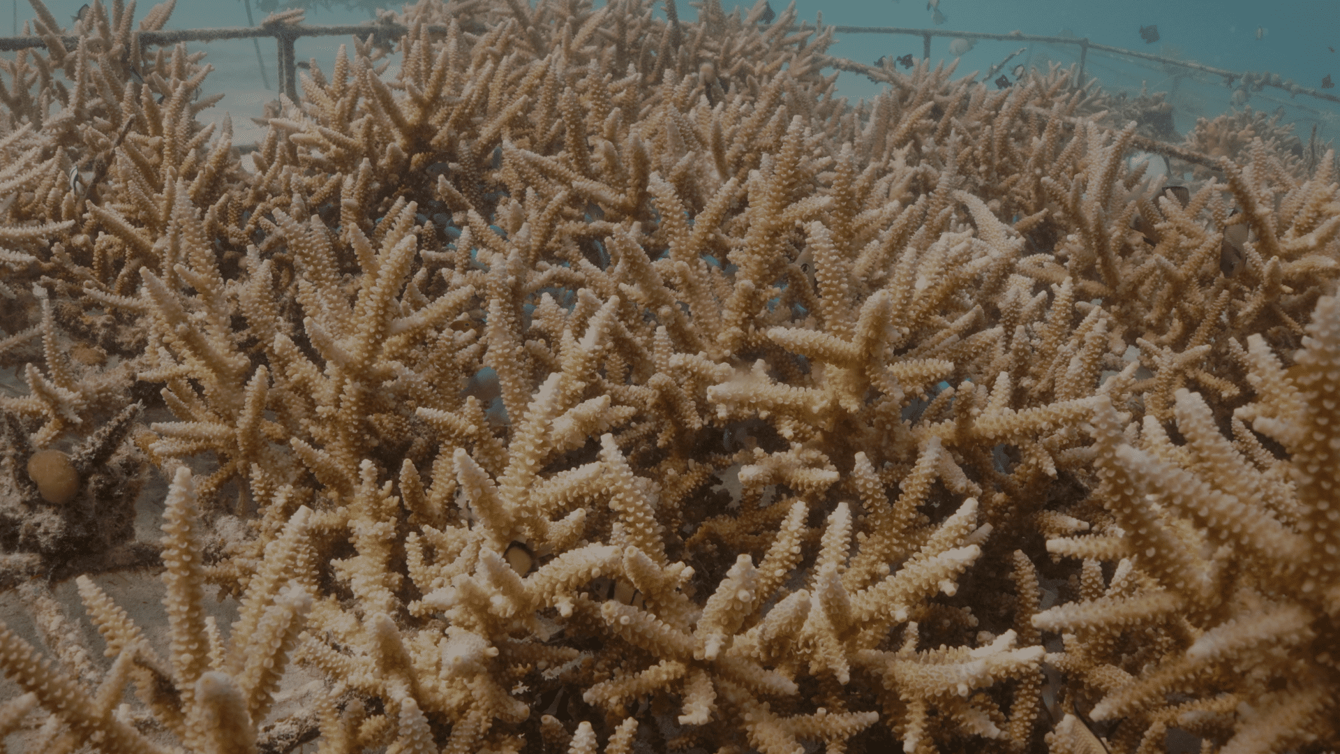 Coral farm by Murex Resorts