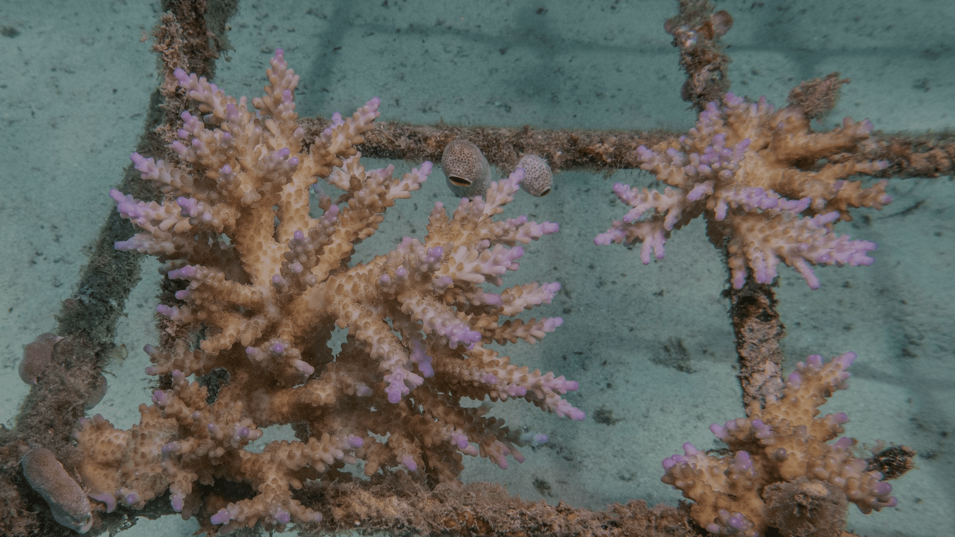 Coral Nursery by Murex Resorts