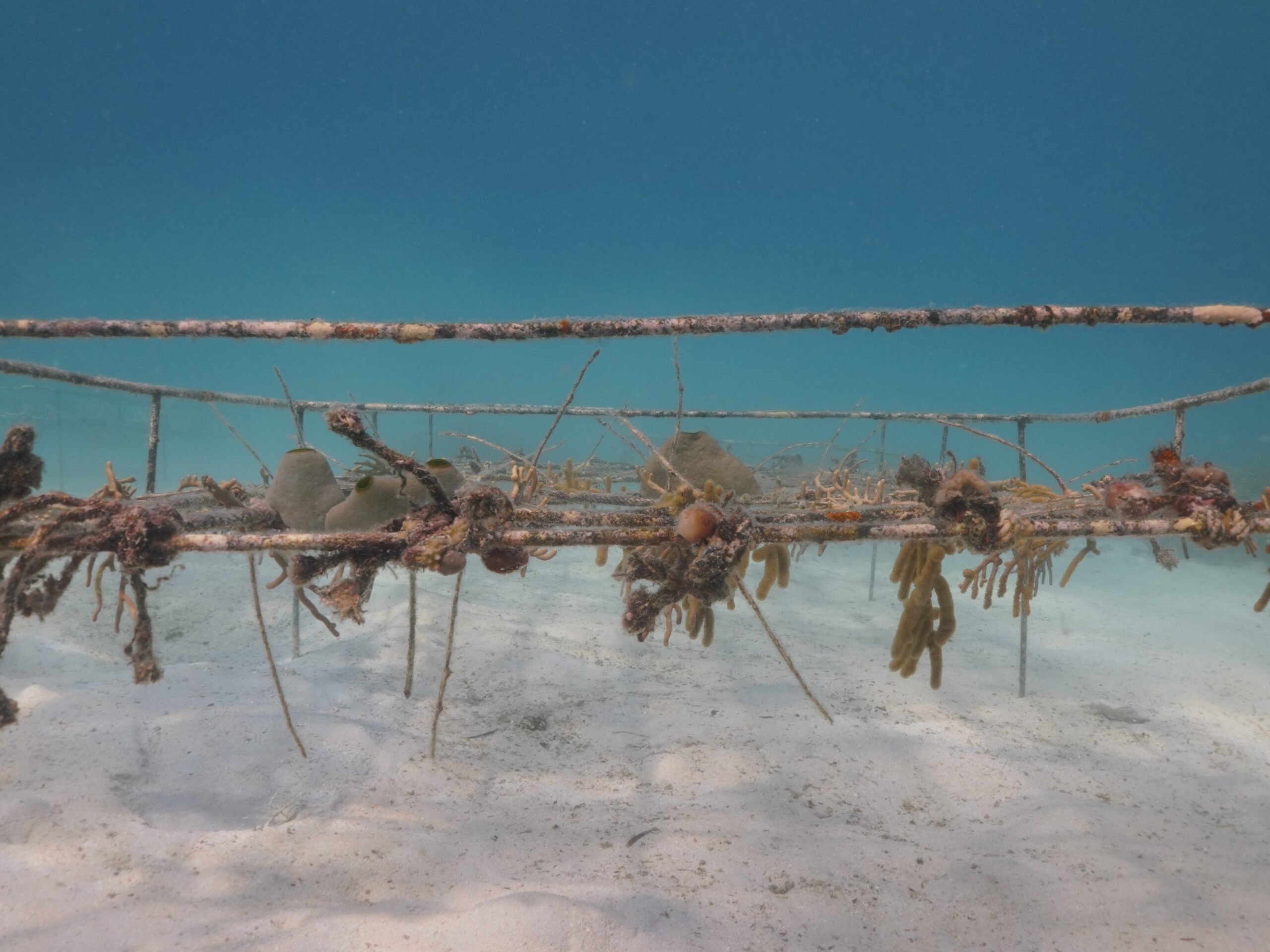 Coral Nursery Coral Nursery