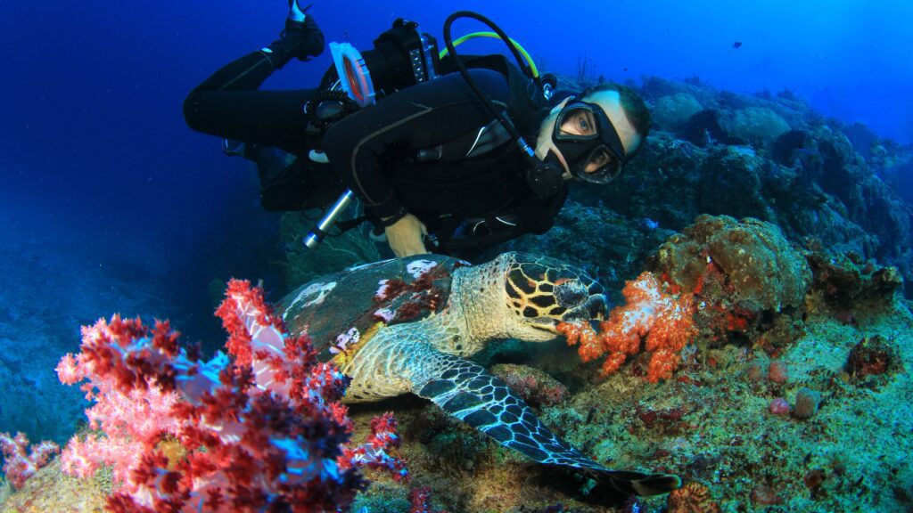 Hawksbill Sea Turtle and Scuba Diver