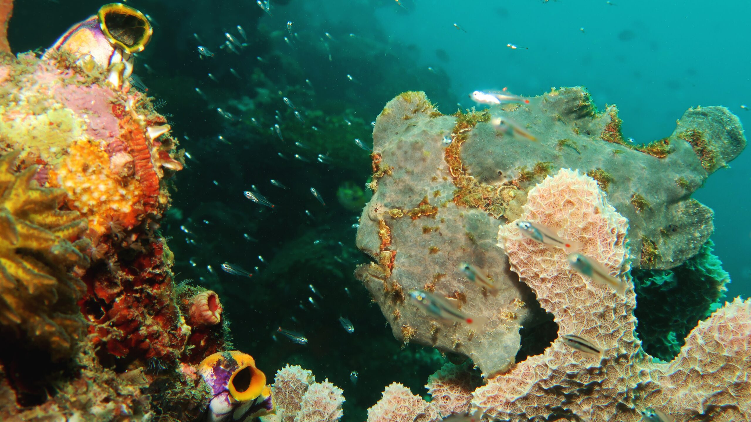 Giant Frogfish (Antennarius Commerson)