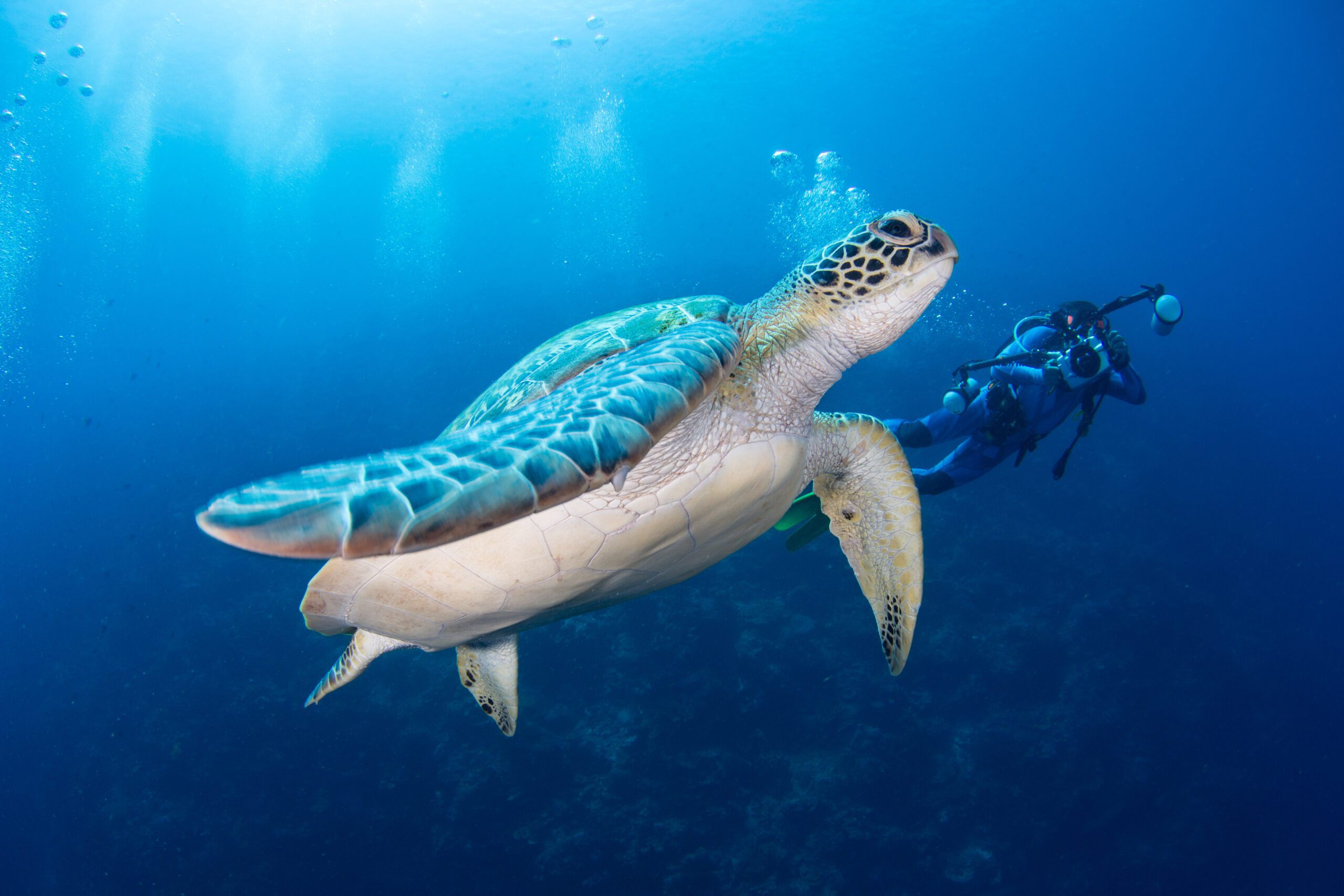 Underwater photographer with turtle