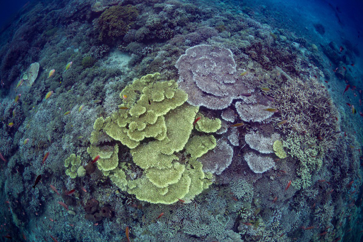 coral reef at Murex