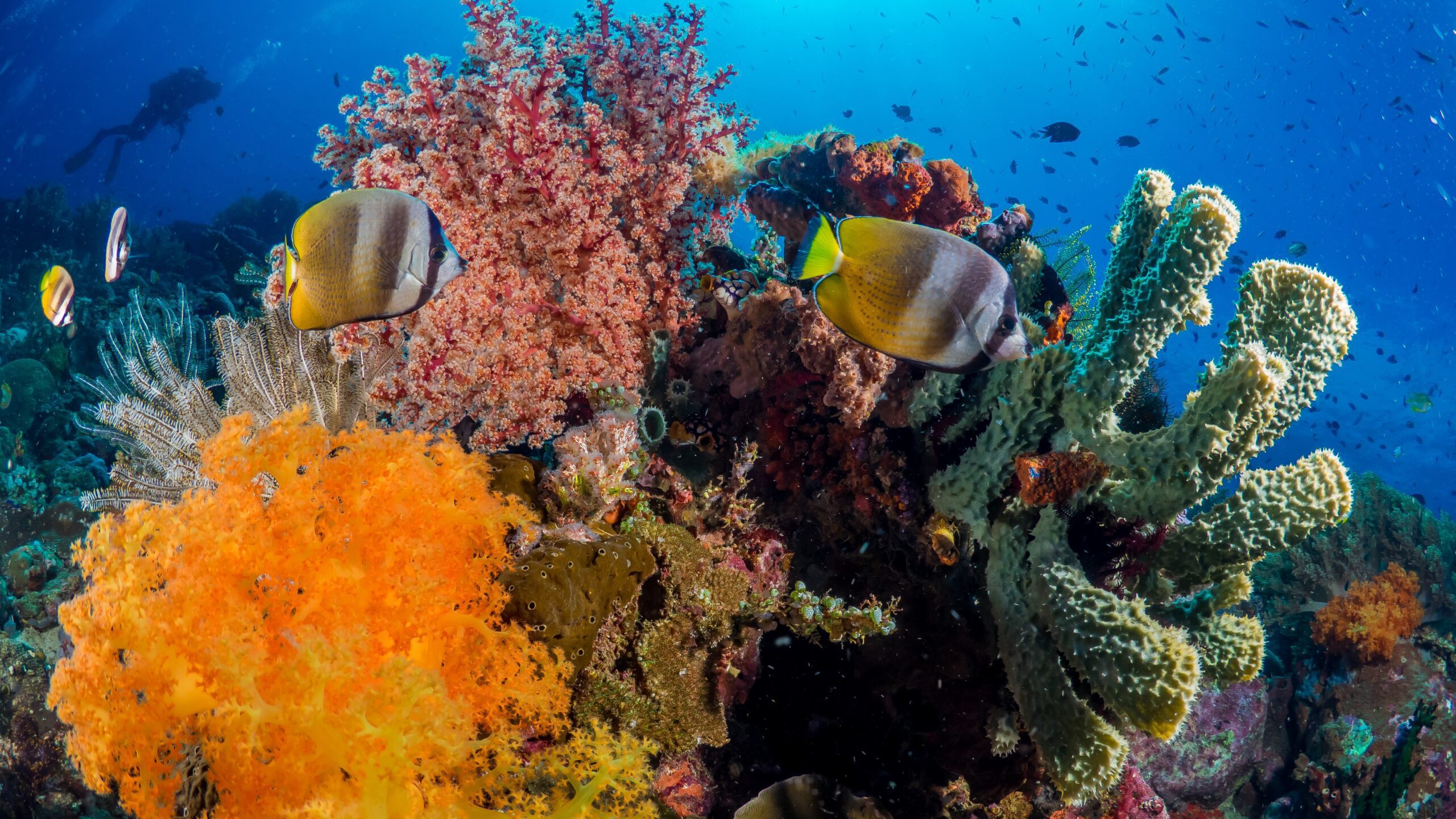 Murex Manado Resort House Reef- Advance Open Water Course