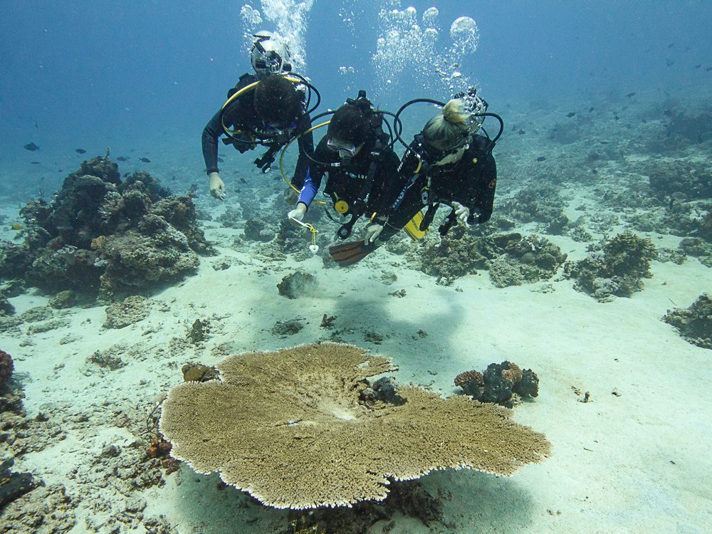 Ocean Gardener Course