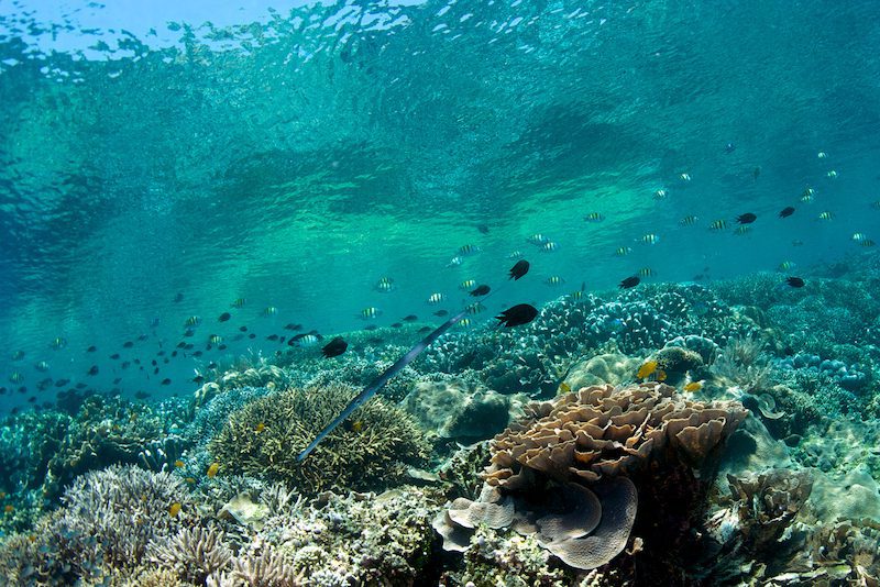 World Ocean Day with Murex Resorts: Bunakan Marine Life