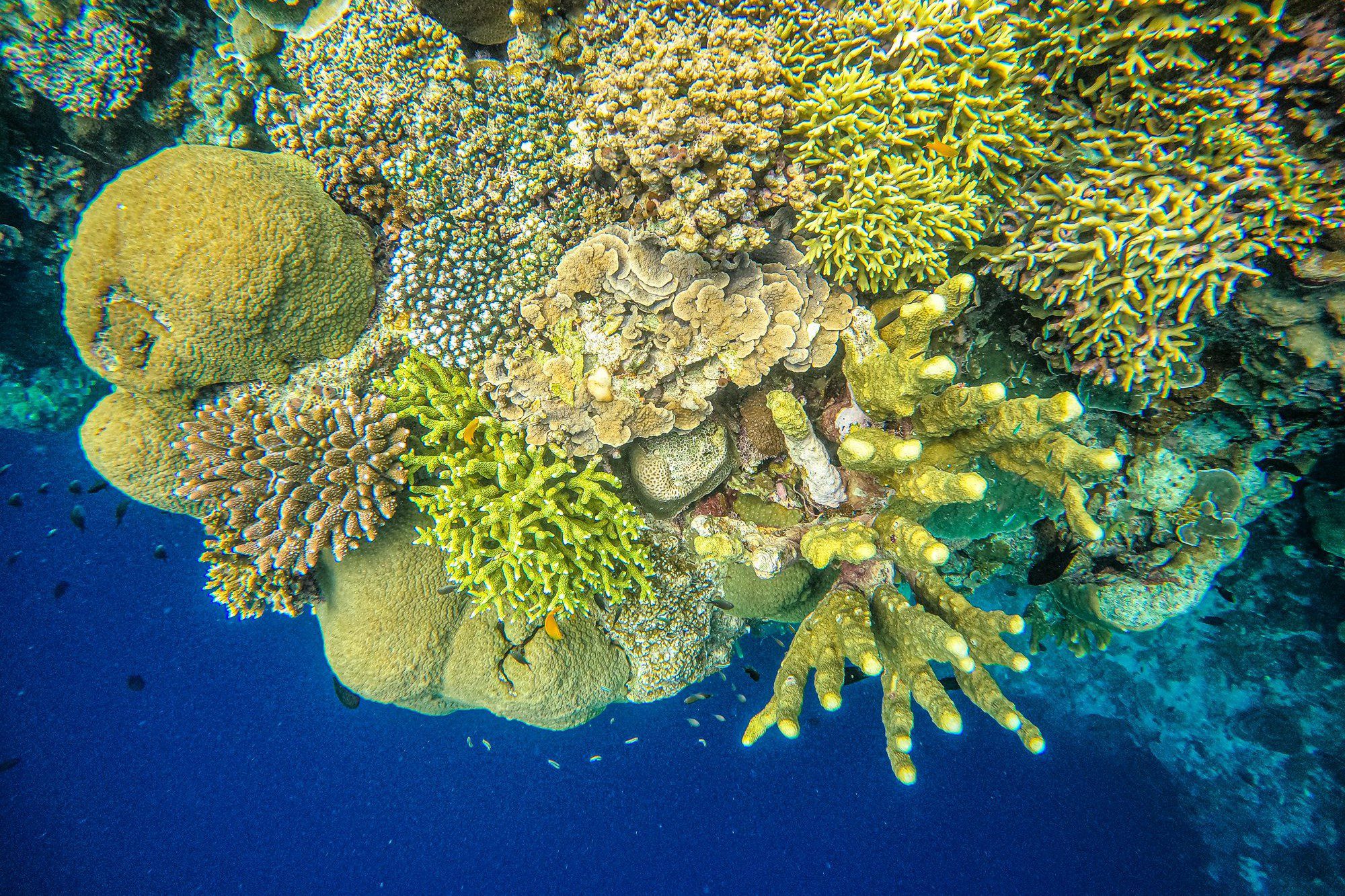 A cluster of hard and soft coral reefs