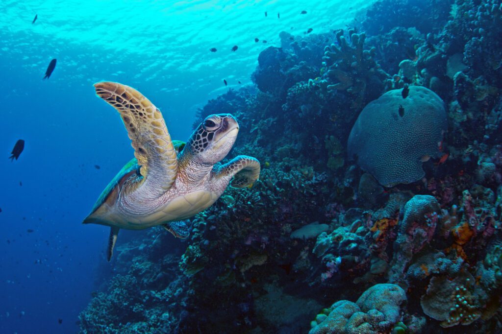 Green sea turtle