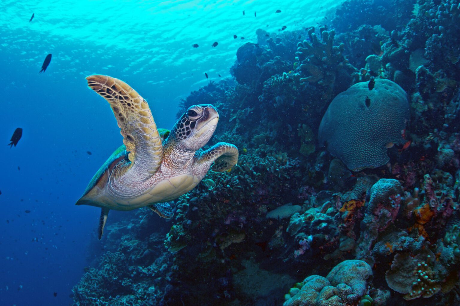 North Turtle Fascinating Sea Turtle Facts: Hawksbill & Green Sea Turtles – North ...