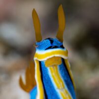 Chromodoris annae nudibranch