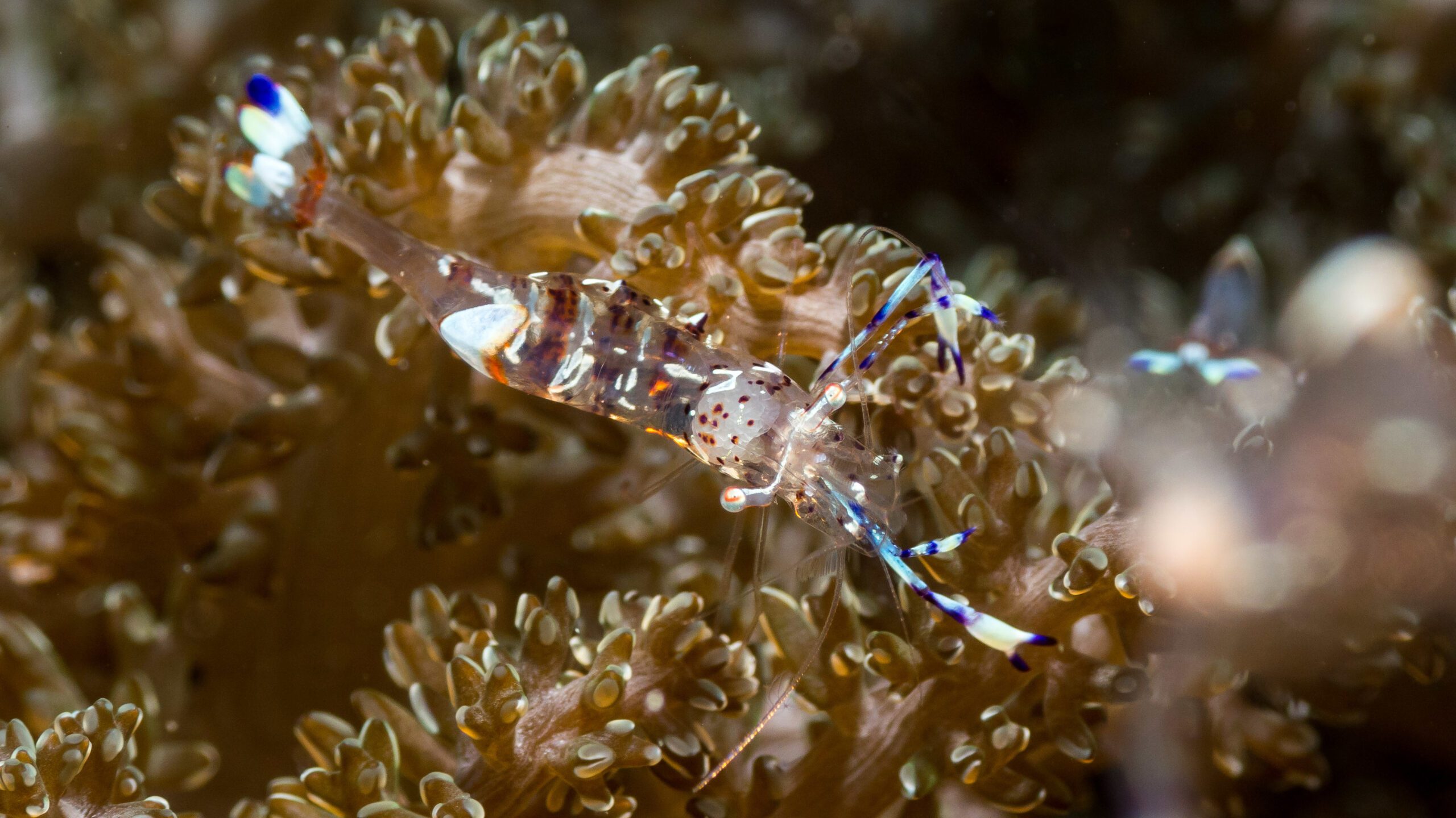 Anemone Shrimp