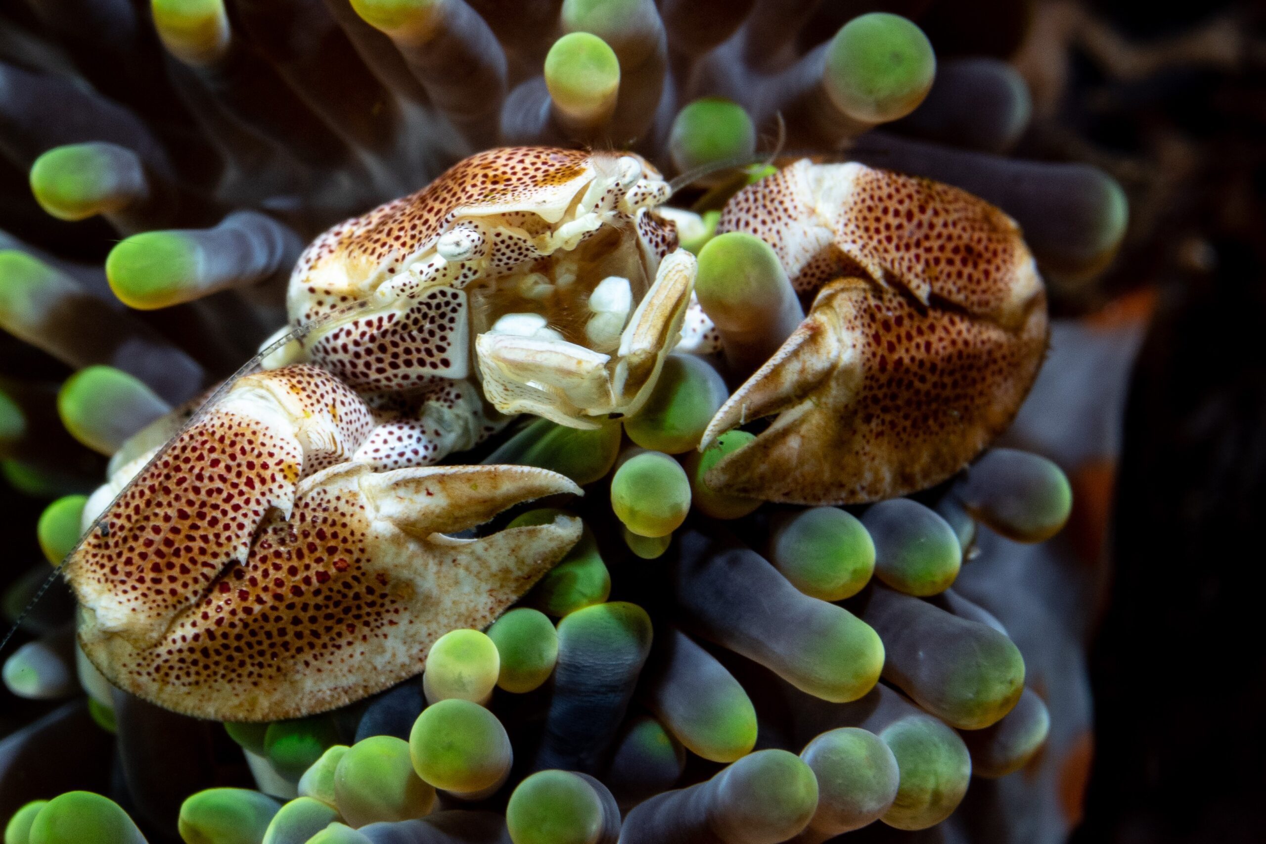 Porcelain crabs