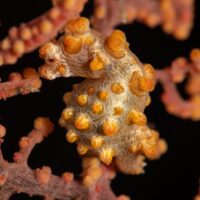 Diving Bunaken: Pygmy Seahorse