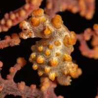 DSC07183 Diving Bunaken: Pygmy Seahorse