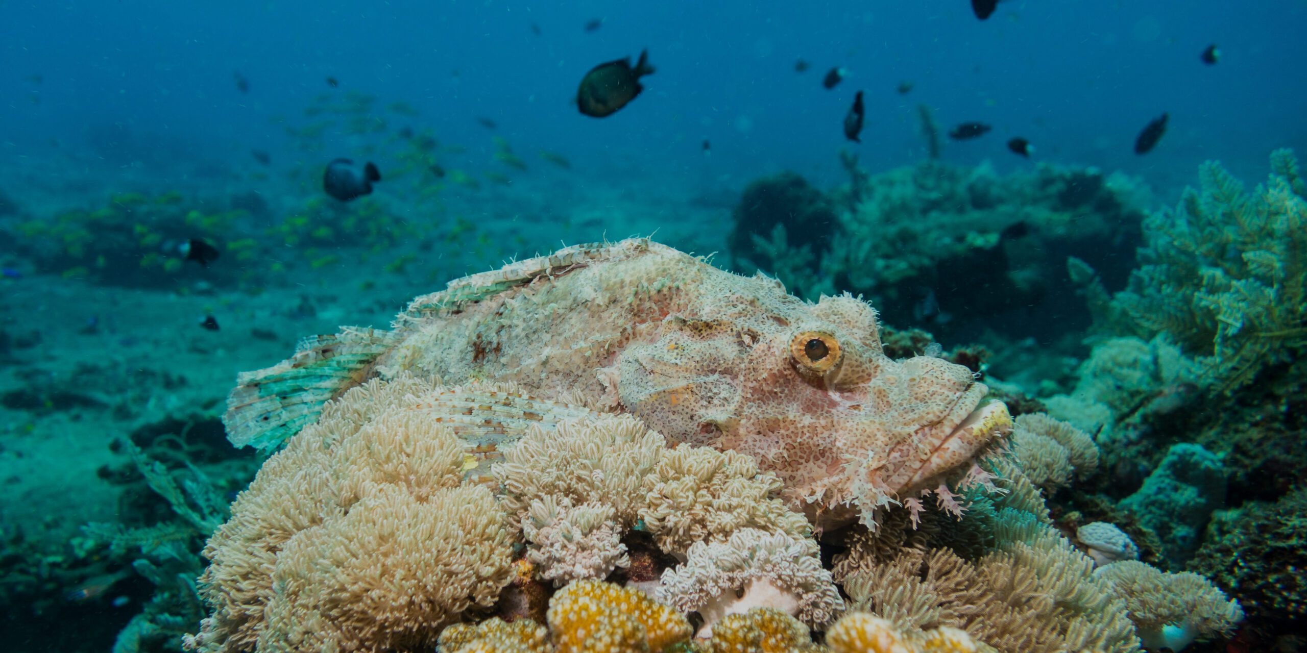 Diving at Murex - Scorpionfish