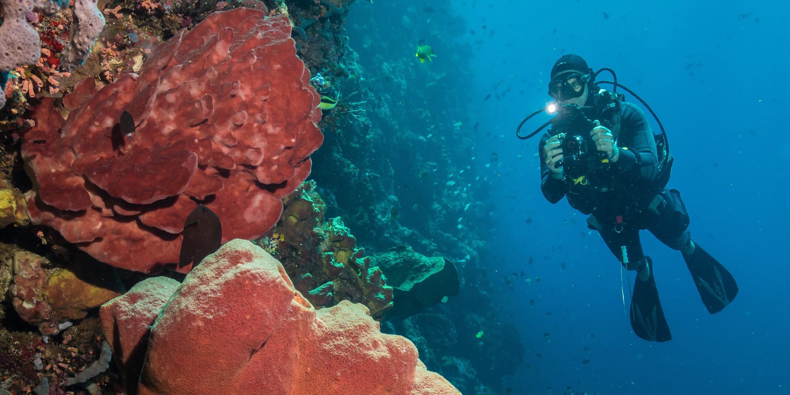 Diving Bunaken