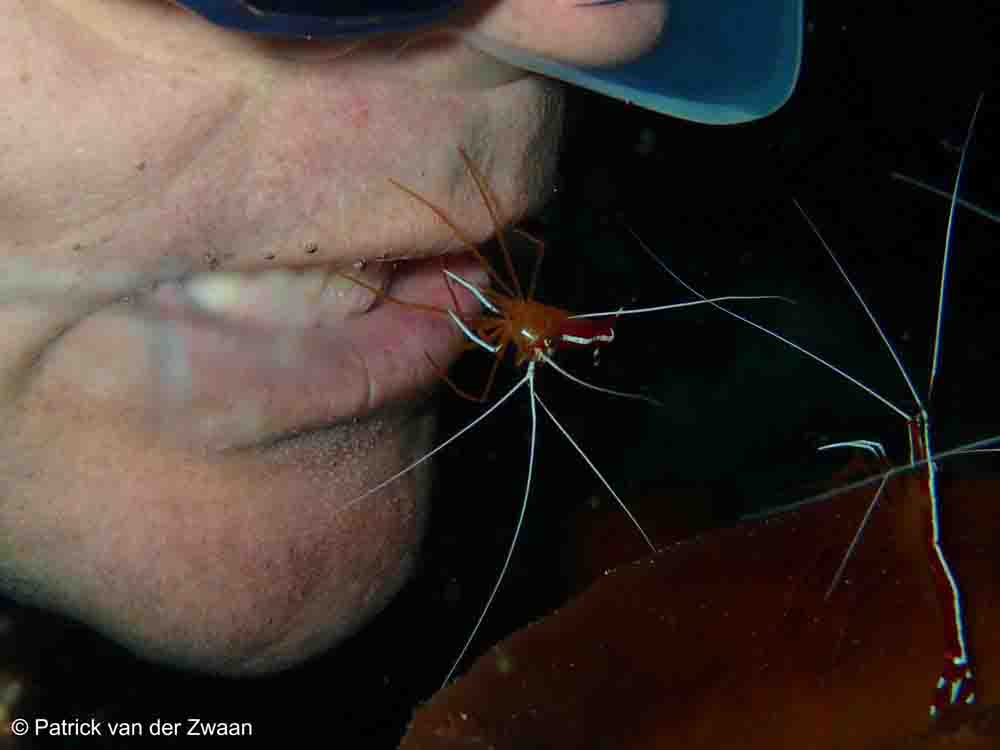 Humpback Cleaner Shrimp (Lysmata Amboinensis)