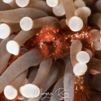 Bunaken Diving: Orangutan Crab