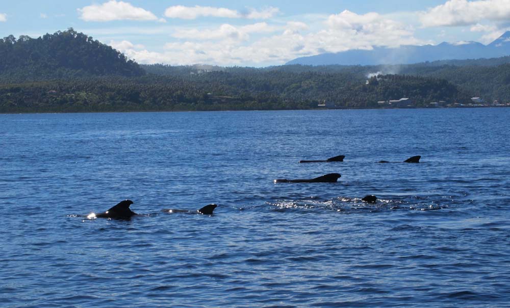 Pilot Whales - Manado Bay