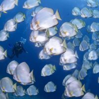 Scuba diving - Bunaken Batfish school