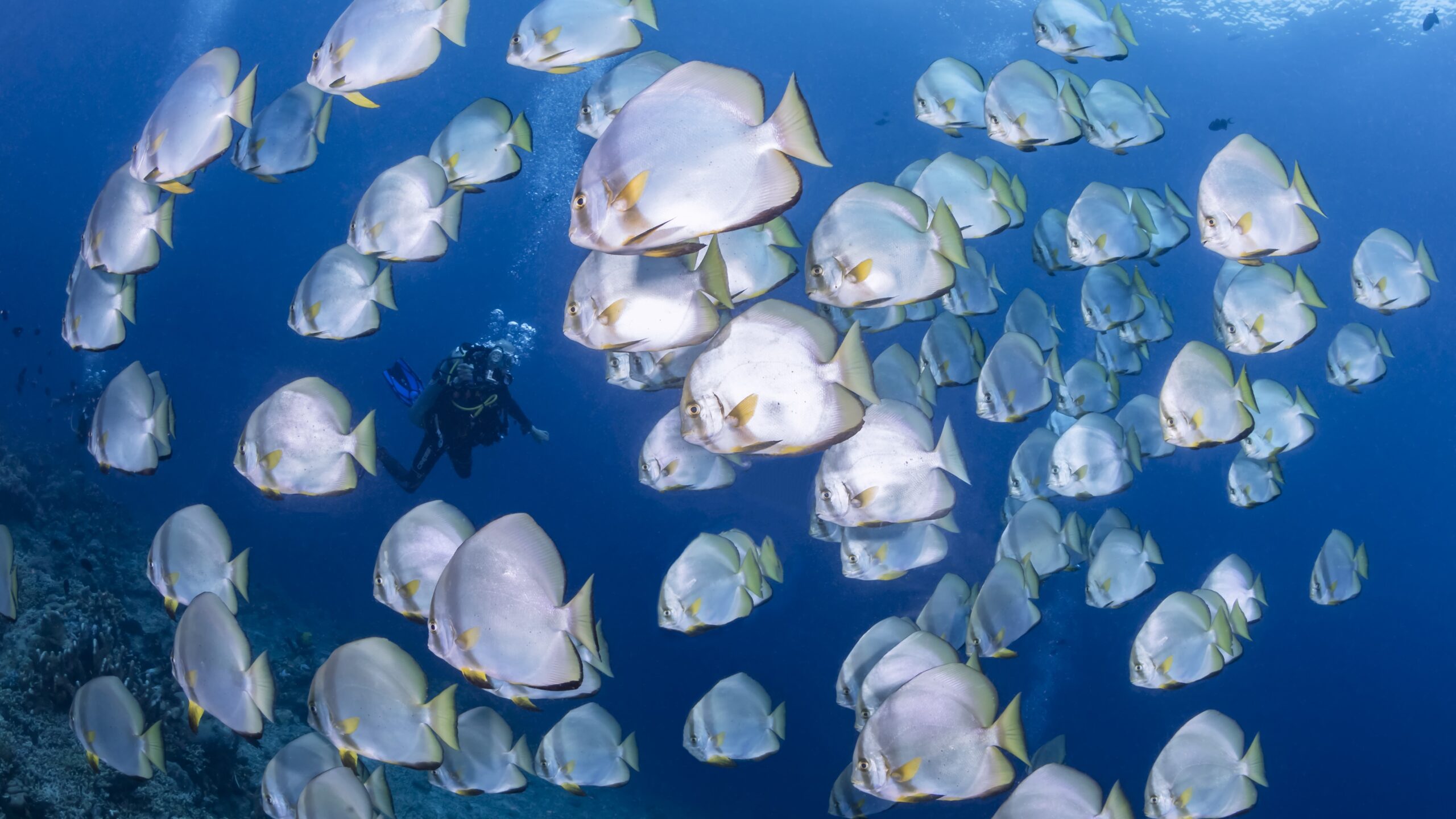 Scuba diving - Bunaken Batfish school