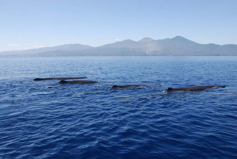 Sperm Whales Physeter macrocephalus in Manado Bay