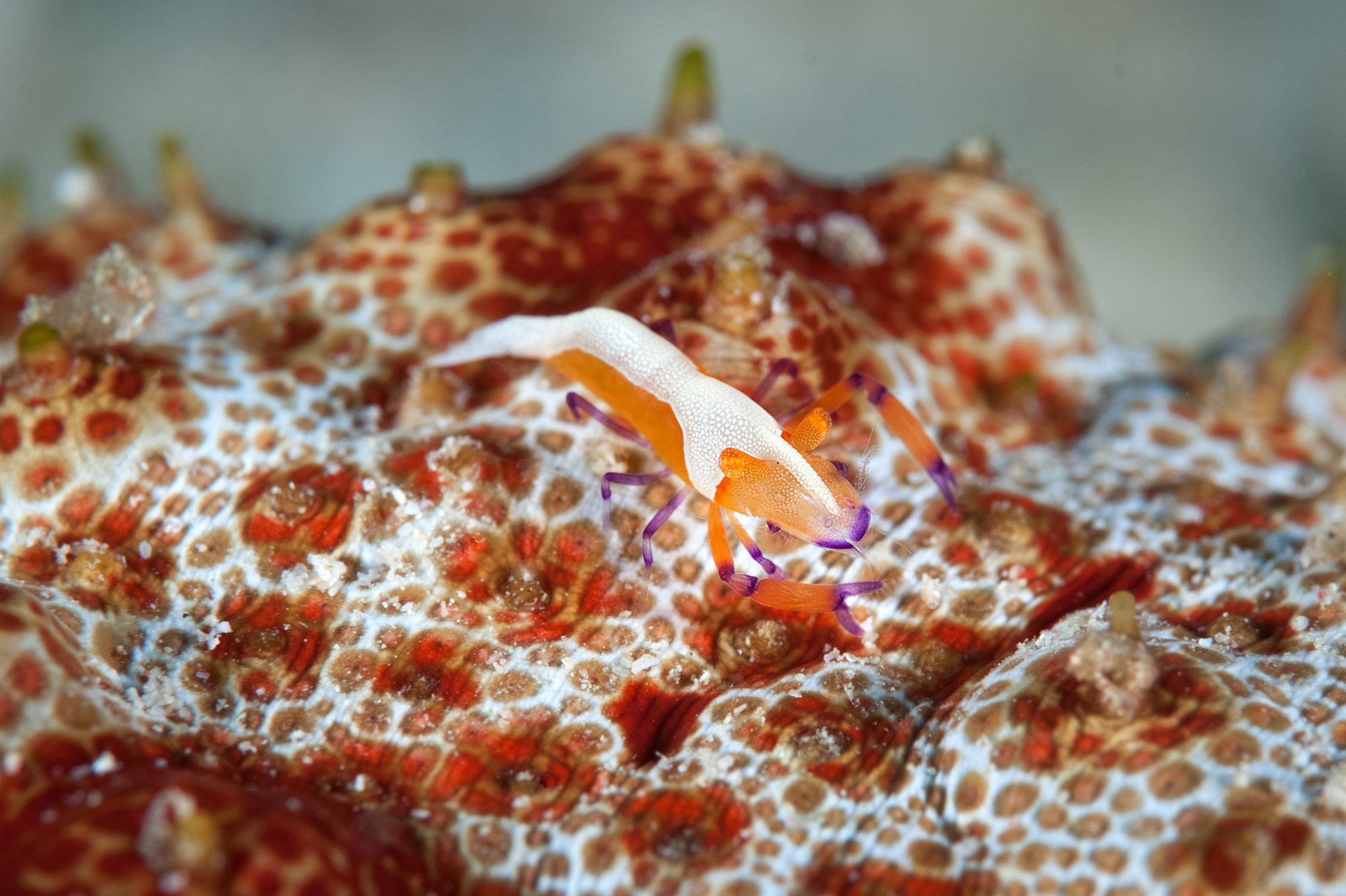 Emperor Shrimp (Periclimene imperator) in Bangka