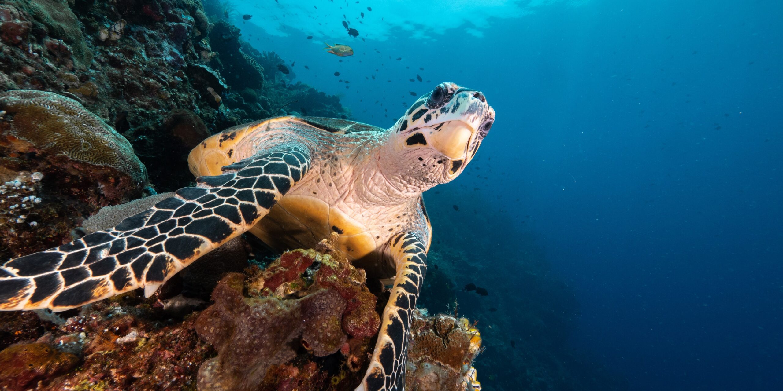 Sea Turtle in Bunaken