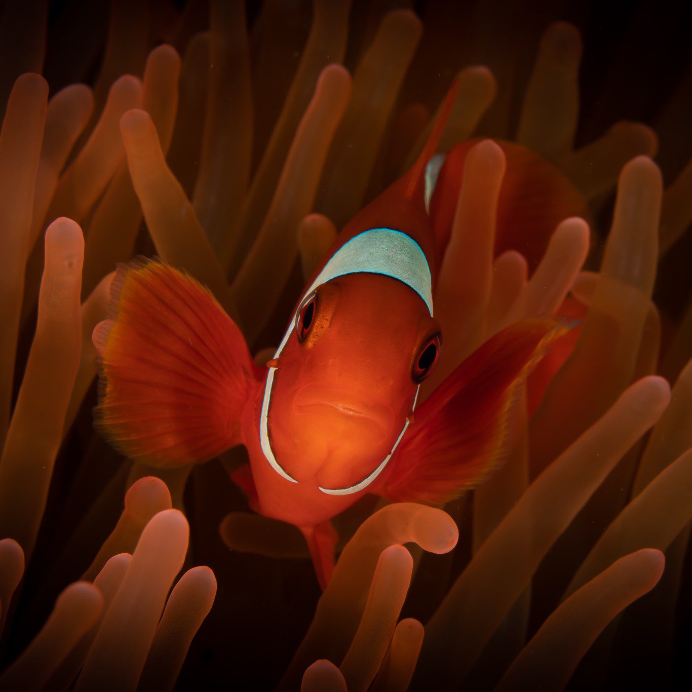 anemone fish bright orange anemone