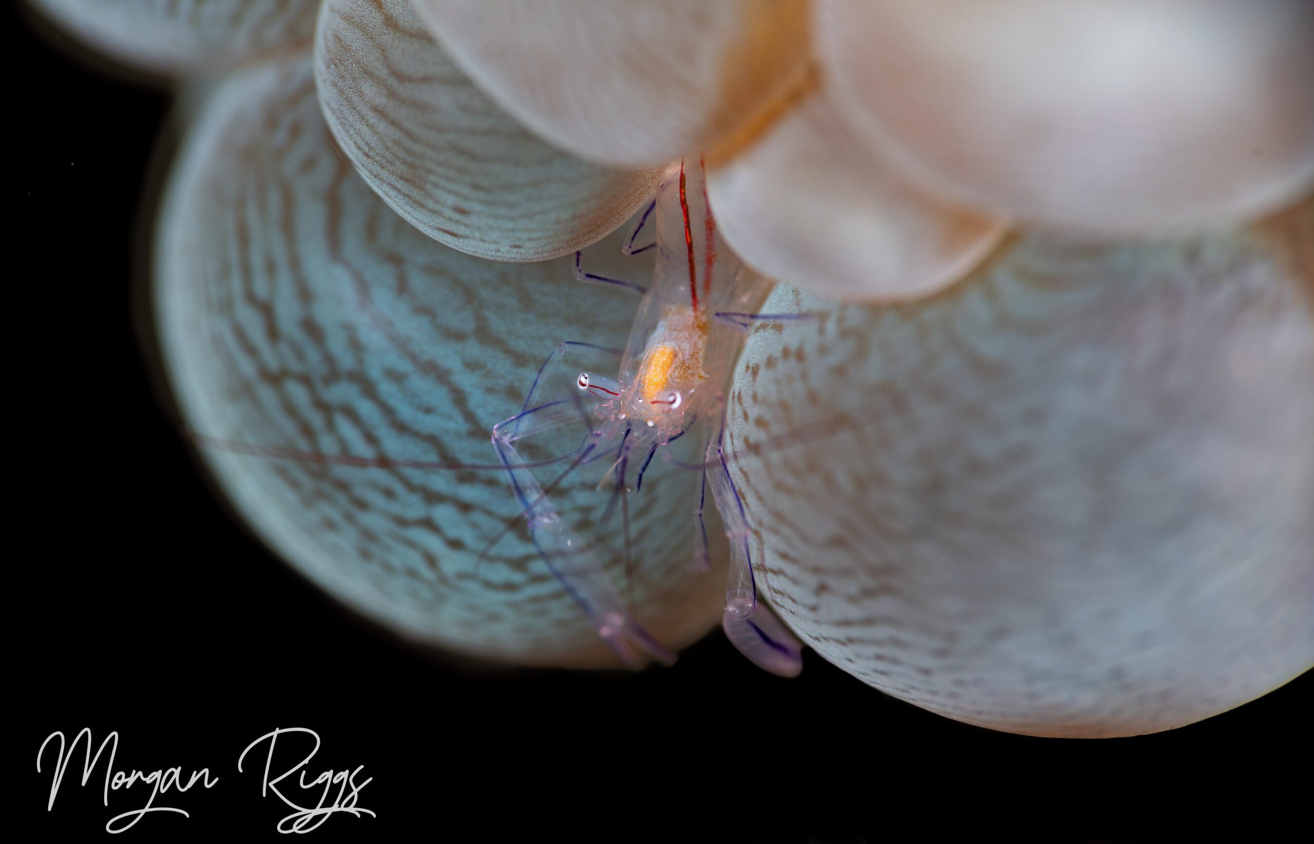 bubble coral shrimp