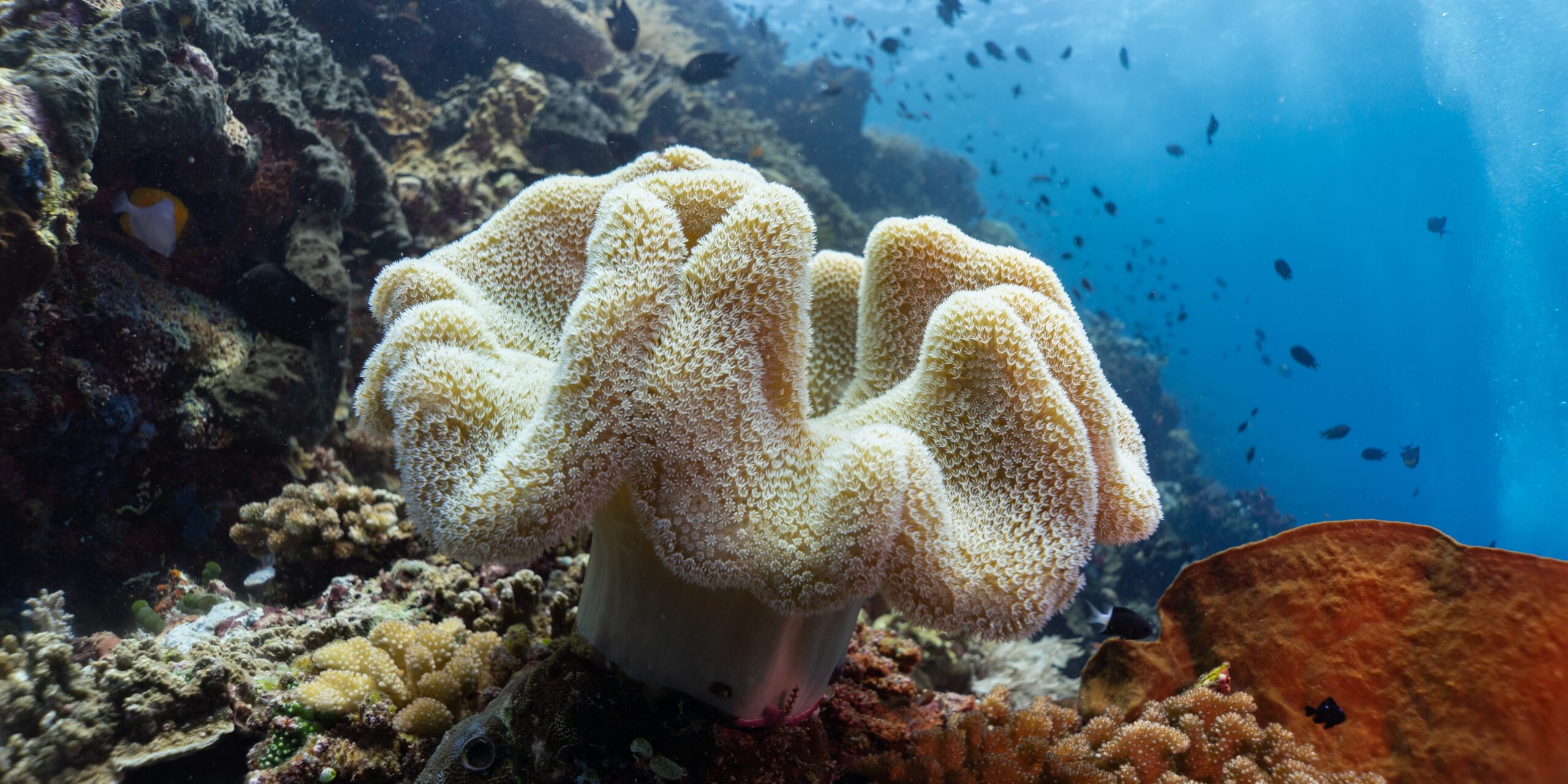 bunaken corals