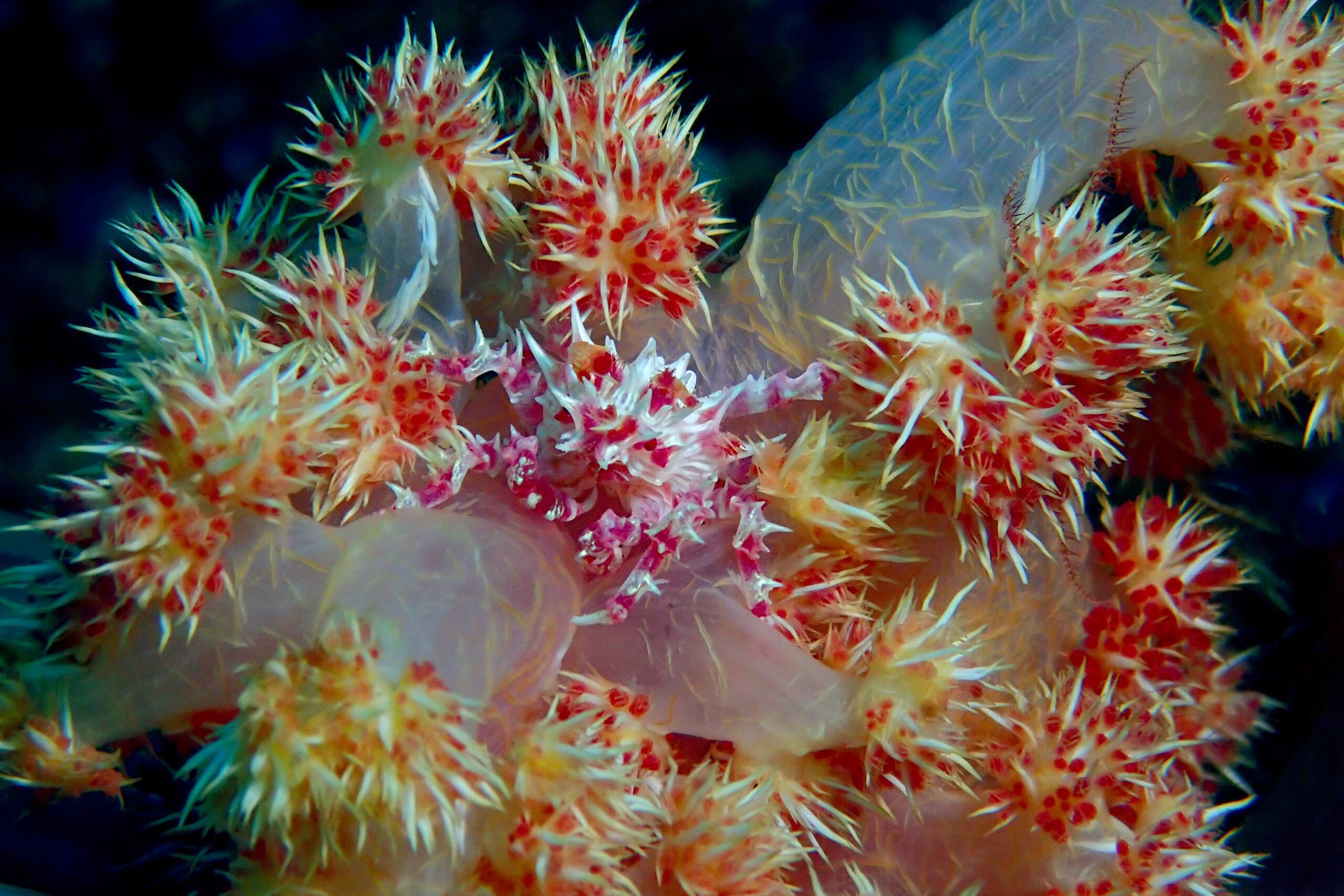 candy crab in North Sulawesi