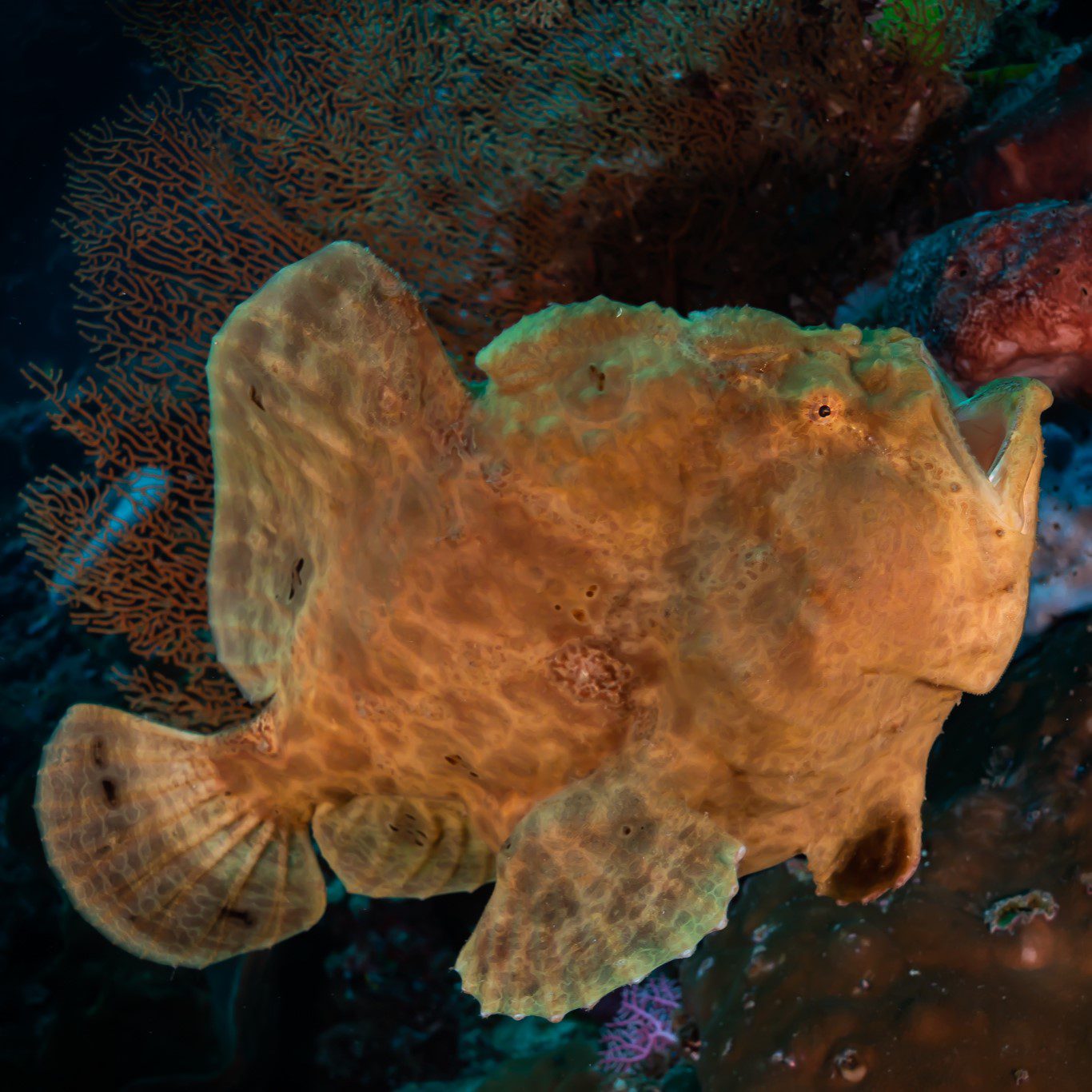 giant frogfish swimming
