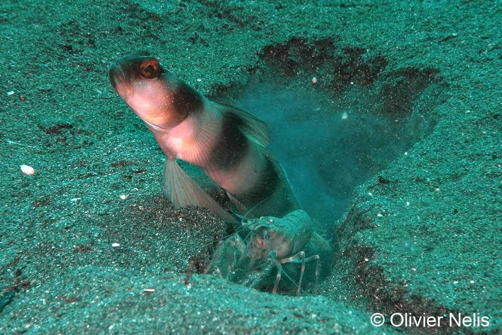 A Blind Goby with a Goby Shrimp cleaning its hole in Manado Bay