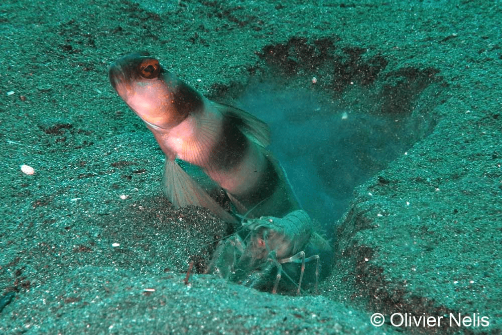 A Goby fish and blind shrimp