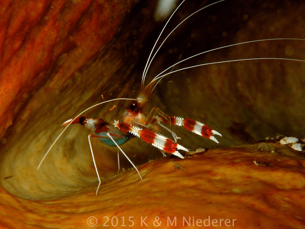 Banded Coral Shrimp (Stenopus hispidus) at Bangka Island