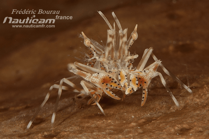 TIGER SHRIMP (PHYLLOGNATHIA CERATOPHTHALMUS)