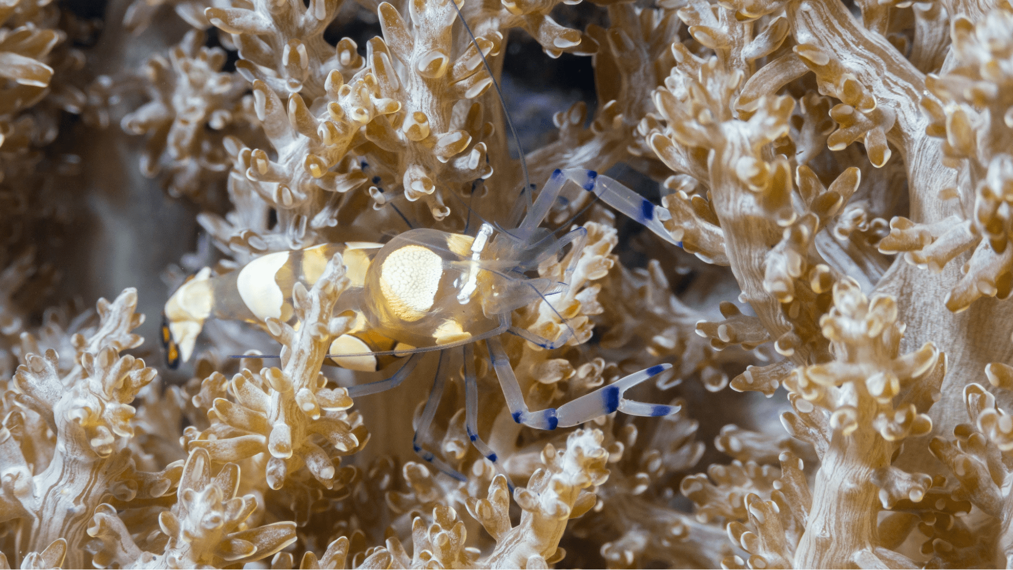 Anemone Shrimp (Periclimenes brevicarpalis)