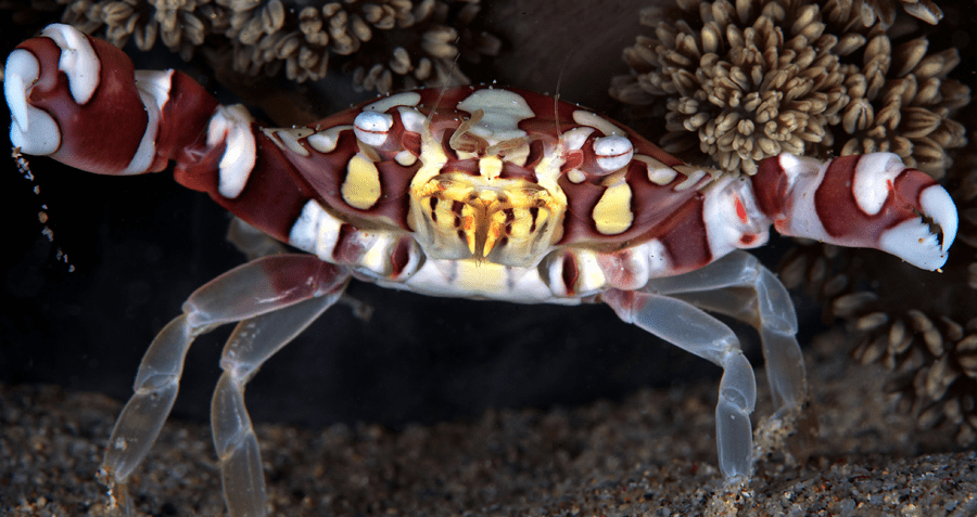 Harlequin Crab (Lissocarcinus laevis) found on a Bangka Island dive site
